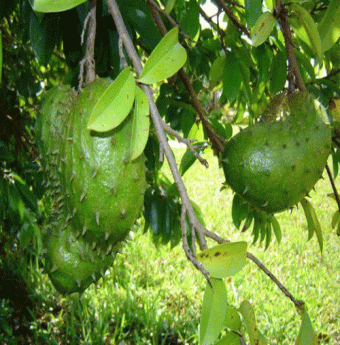 Lợi ích từ trái mãng cầu