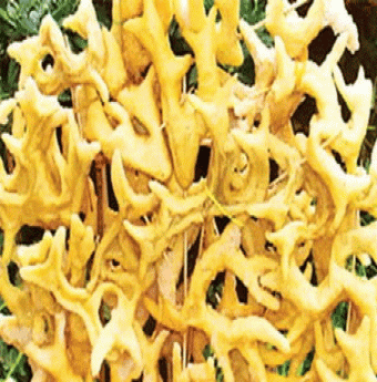Bánh thủy chung của người Chăm
