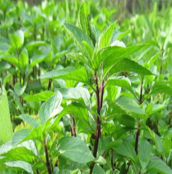 Húng Láng - Gia vị hấp dẫn cho món ăn ngon