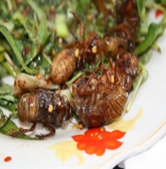 Thơm, ngậy Nhộng ve đầu hè
