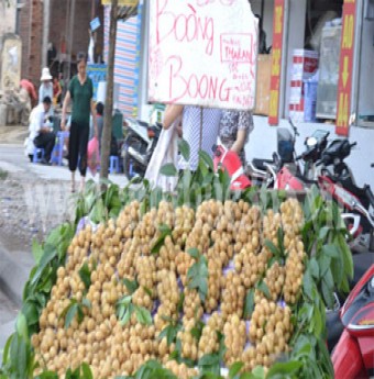 Sự thật về những trái “Bòn bon”