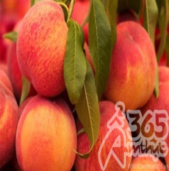 Công dụng của trái Đào