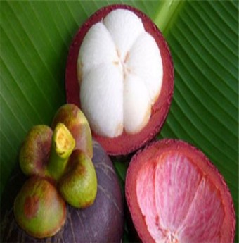 Khám phá công dụng của Măng cụt