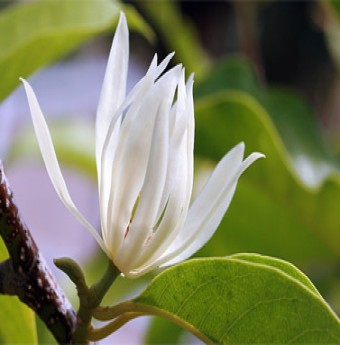Da đẹp hơn nhờ hoa quả mùa hè