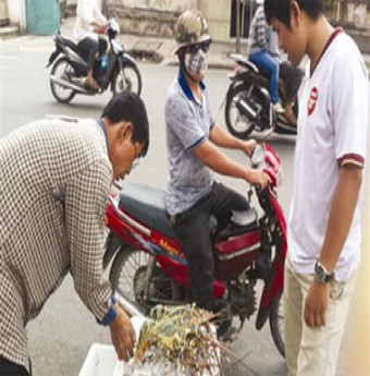 Cảnh giác với tôm hùm siêu rẻ ngoài vỉa hè