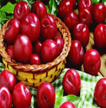 Chế biến rượu đặc sản từ trái mận