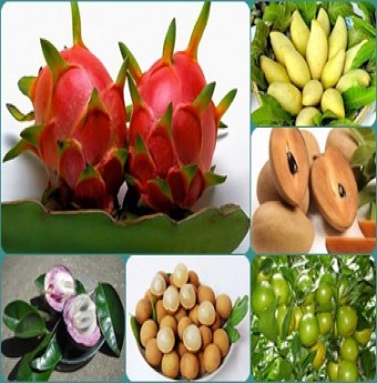 Top 10 trái cây thơm ngon đặc trưng của Việt Nam