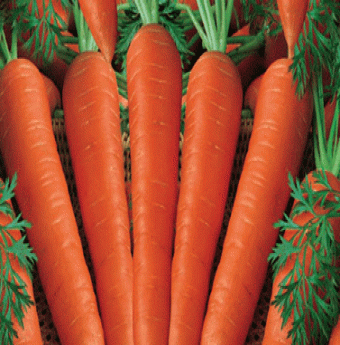 Cà rốt - Vị thuốc quý giàu vitamin
