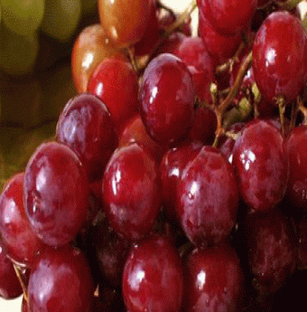 Công dụng từ quả nho
