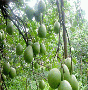 Về thăm làng bưởi Tân Triều