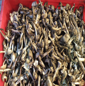 Về Đồng Nai thưởng thức nấm mối