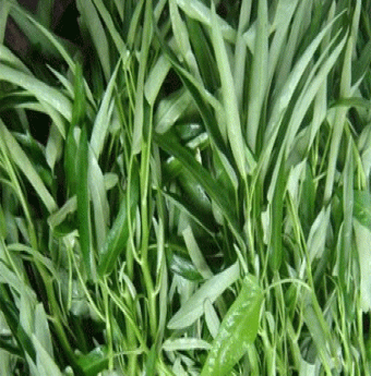 Chữa quai bị đơn giản nhờ rau muống