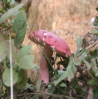 Đi săn nấm chẹo