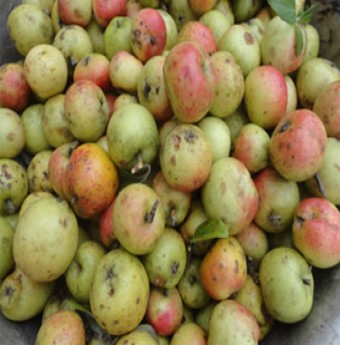 Eo thon nhờ táo mèo
