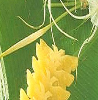 Biến dứa thành món lạ với hình bươm bướm