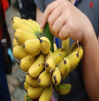 Thơm hương chuối tiến vua