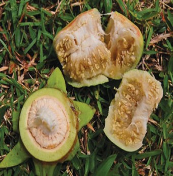 Quê tôi miền cây trái