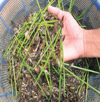 Nhớ hũ mắm cá lia thia