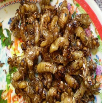 Đặc sản nhộng ve
