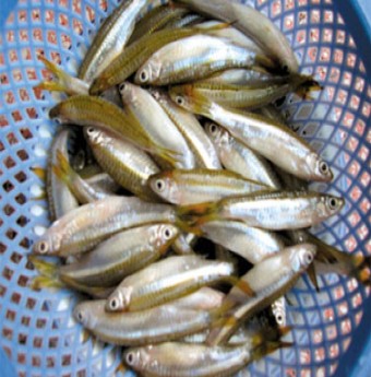 Nhớ cá lòng tong