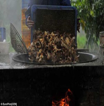 Trung Quốc thả gà con vào nước sôi tránh dịch