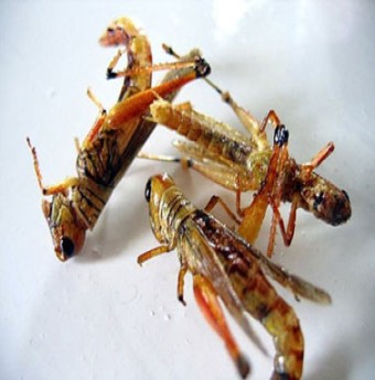 Các món ăn từ côn trùng
