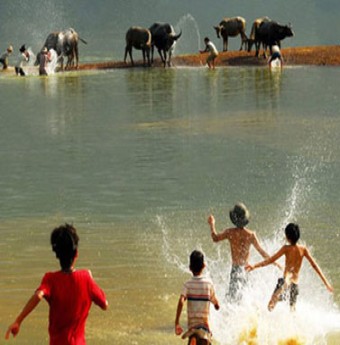 Nhớ cá ngạnh sông quê