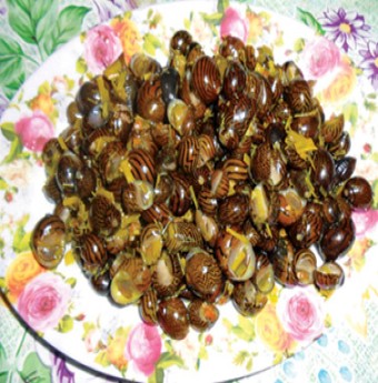 Nhớ hoài ốc dừa quê tôi