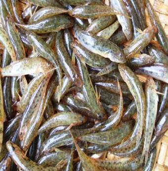Mê cá bống Trà giang