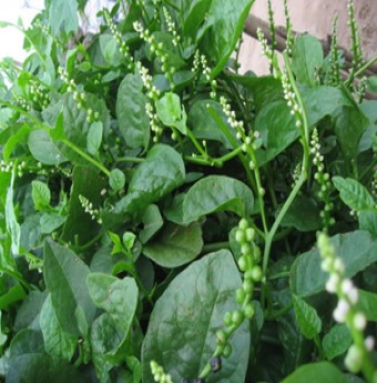 Mềm mượt mồng tơi xào mực