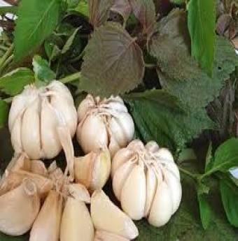 Thực phẩm chữa cảm lạnh và cúm hiệu quả