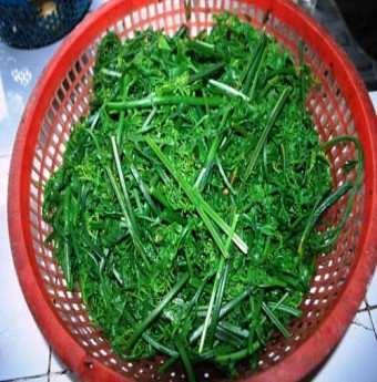 Nhớ rau rừng quê tôi