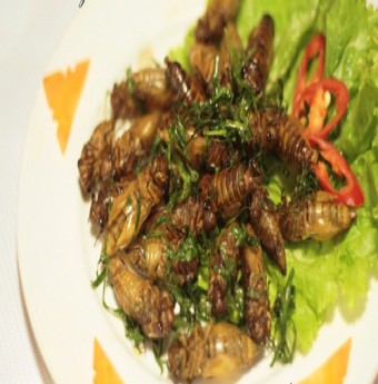 Côn trùng - món ăn độc đáo ở Việt Nam
