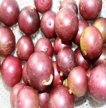 Hồng quân nho nhỏ tím đỏ tuổi thơ