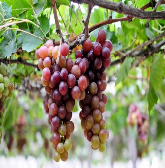 Phân biệt hoa quả nội và Trung Quốc