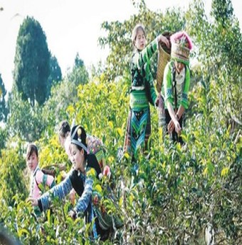 Thưởng trà trên đỉnh Suối Giàng
