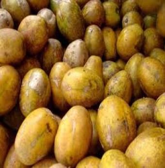 Trái cóc và những công dụng của nó