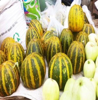 Dưa bở vào mùa