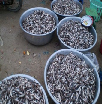 Về Bạc Liêu nhớ tìm ăn khô cá chốt giấy chiên giòn