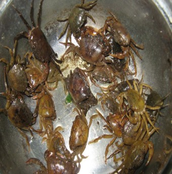 Trị còi xương, tụ máu nhờ món ăn từ cua đồng