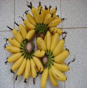 Chuối ngự Đại Hoàng	