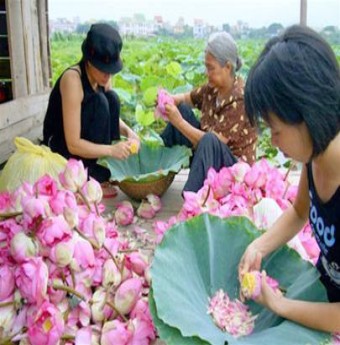 Trà sen Hồ Tây - thú ẩm thực tao nhã người Hà Nội