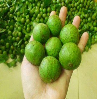 Cách chọn và bảo quản sấu để ăn dần cả năm