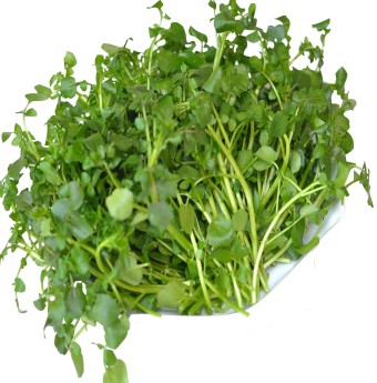 Giúp bạn chọn rau sạch làm salad