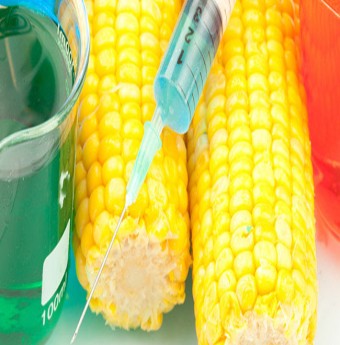 Thực phẩm biến đổi gene: Lợi hay hại?