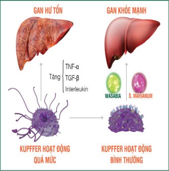 Top 5 thực phẩm có hại cho gan