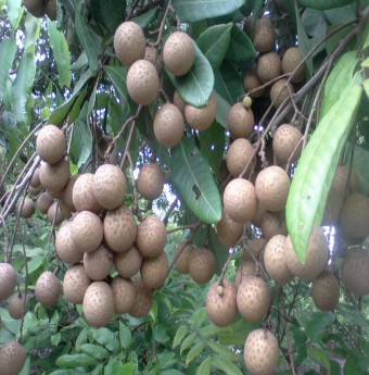 Cách phân biệt nhãn lồng Hưng Yên và nhãn Trung Quốc