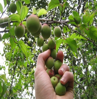Khám phá đặc sản mùa hè ở Mộc Châu 