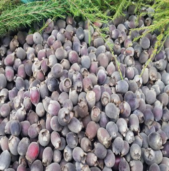 Ăn sim tím, nhớ tuổi thơ