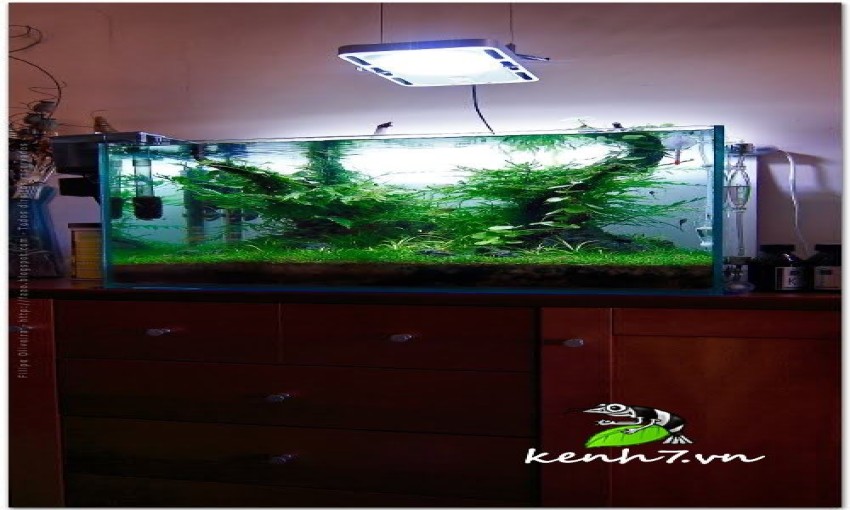 Quán Cỏ - Cá Xinh